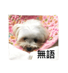 A dog named Wan Wan（個別スタンプ：10）