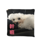 A dog named Wan Wan（個別スタンプ：11）