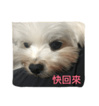 A dog named Wan Wan（個別スタンプ：12）