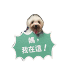 A dog named Wan Wan（個別スタンプ：14）