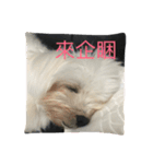 A dog named Wan Wan（個別スタンプ：16）