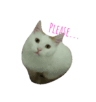 こりん・NEKO（個別スタンプ：5）