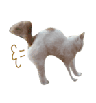 こりん・NEKO（個別スタンプ：7）