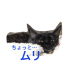 はじめまして、きなこです( ΦωΦ )（個別スタンプ：2）