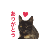 はじめまして、きなこです( ΦωΦ )（個別スタンプ：3）