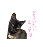 はじめまして、きなこです( ΦωΦ )（個別スタンプ：5）