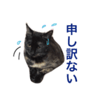 はじめまして、きなこです( ΦωΦ )（個別スタンプ：6）