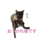 はじめまして、きなこです( ΦωΦ )（個別スタンプ：7）