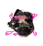 はじめまして、きなこです( ΦωΦ )（個別スタンプ：9）