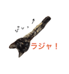 はじめまして、きなこです( ΦωΦ )（個別スタンプ：11）