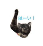 はじめまして、きなこです( ΦωΦ )（個別スタンプ：12）