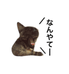 はじめまして、きなこです( ΦωΦ )（個別スタンプ：16）