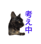 はじめまして、きなこです( ΦωΦ )（個別スタンプ：17）