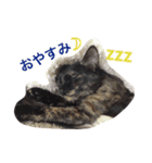 はじめまして、きなこです( ΦωΦ )（個別スタンプ：20）