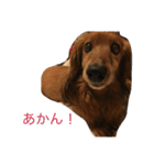 ダックスフンドのダニーくん（個別スタンプ：26）