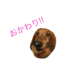 ダックスフンドのダニーくん（個別スタンプ：31）