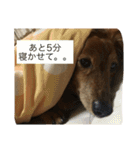 ダックスフンドのダニーくん（個別スタンプ：35）