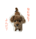 うちのwan子たち（個別スタンプ：1）