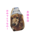 うちのwan子たち（個別スタンプ：3）