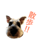 うちのwan子たち（個別スタンプ：4）
