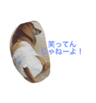 うちのwan子たち（個別スタンプ：11）