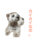 うちのwan子たち（個別スタンプ：16）