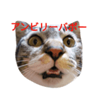 キジトラくん（個別スタンプ：1）