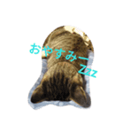キジトラくん（個別スタンプ：3）