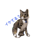 キジトラくん（個別スタンプ：4）