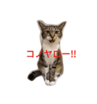 キジトラくん（個別スタンプ：6）