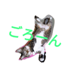 キジトラくん（個別スタンプ：7）