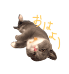 ブリティッシュショートヘアのごまちゃん。（個別スタンプ：6）