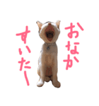 ブリティッシュショートヘアのごまちゃん。（個別スタンプ：7）