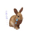 うー太のふわもこ日常（個別スタンプ：6）