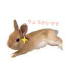 うー太のふわもこ日常（個別スタンプ：11）