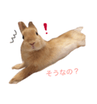 うー太のふわもこ日常（個別スタンプ：12）