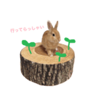 うー太のふわもこ日常（個別スタンプ：13）