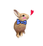 うー太のふわもこ日常（個別スタンプ：14）