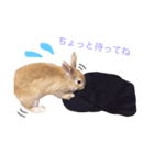 うー太のふわもこ日常（個別スタンプ：15）
