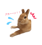 うー太のふわもこ日常（個別スタンプ：16）