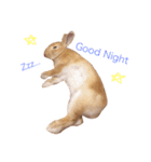 うー太のふわもこ日常（個別スタンプ：19）