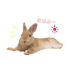 うー太のふわもこ日常（個別スタンプ：20）