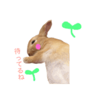 うー太のふわもこ日常（個別スタンプ：21）