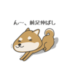 柴犬 NANA（個別スタンプ：1）