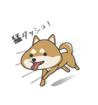 柴犬 NANA（個別スタンプ：11）