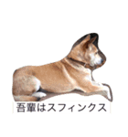 ナナミ（個別スタンプ：4）