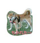 楽しいふく散歩（個別スタンプ：5）