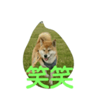 楽しいふく散歩（個別スタンプ：6）