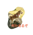 楽しいふく散歩（個別スタンプ：8）
