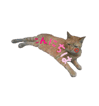 リアルにゃんこ♡（個別スタンプ：1）